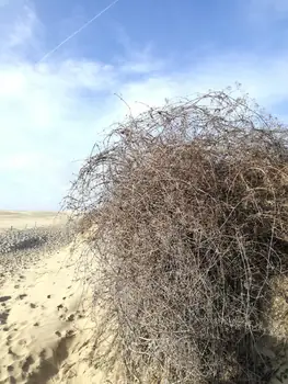 De Panne (België)